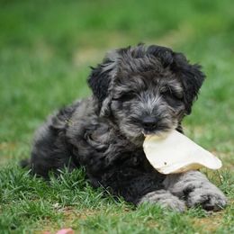 Bergamasco Sheepdog Puppies from Silver Pastori Bergamascos