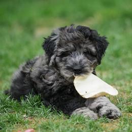 Bergamasco Sheepdog Puppies from Silver Pastori Bergamascos