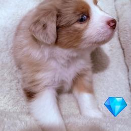 Red merle boy - Red merle male Miniature American Shepherd puppy in Strykersville, New York from Hundred Acre Wood Homestead Kennels