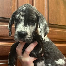Silver collar - Merle male Great Dane puppy in Ider, Alabama from Sand Mountain Danes LLC