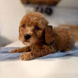Chase blue - Red  male Goldendoodle puppy in Shingle Springs, California from Creamy Retrievers