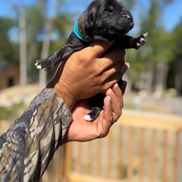 Teal -Boy - Yellow male Leonberger puppy in Gilmanton, New Hampshire from Stonewall Leonbergers