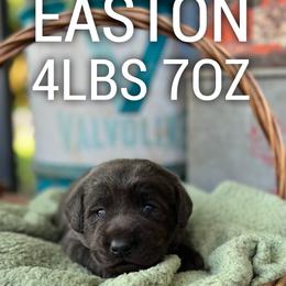 Easton - Charcoal male Dilute Retriever puppy in Puyallup, Washington from 12 Door Farm Labradors