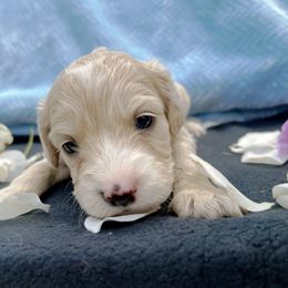 Cockapoo and Pomeranian Puppies from Luna Kennel