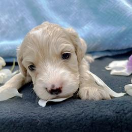 Cockapoo and Pomeranian Puppies from Luna Kennel