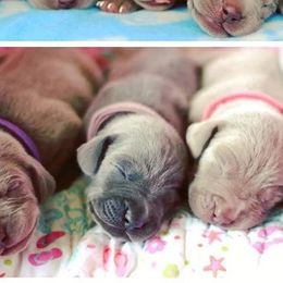 Weimaraners from Kiser Kennels