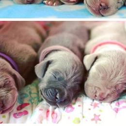 Weimaraners from Kiser Kennels