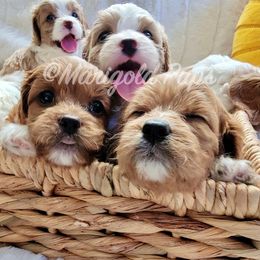 Cavapoo Puppies from Marigold Pups