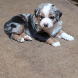 Willow - Blue merle female Miniature Australian Shepherd puppy in Crockett, Texas from Pleasant Grove Aussies