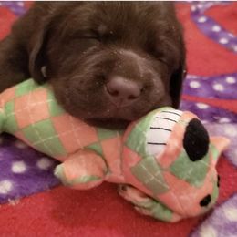 Labrador Retriever Puppies from Whimsical Farms Labrador Retrievers
