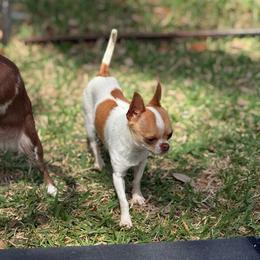 Nugget - Chihuahua