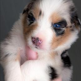 Snow White - Blue merle female Australian Shepherd puppy in Georgetown, Texas from River Reign Australian Shepherds