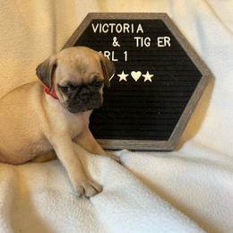 Girl 1 - Fawn female Pug puppy in Norborne, Missouri from Pug Palace