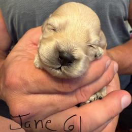 Jane only girl - Buff female Cockapoo puppy in Haines City, Florida from Camic Cockapoos