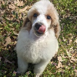 Goldendoodles and Poodles from Rainbow Poodles and Doodles of Oklahoma