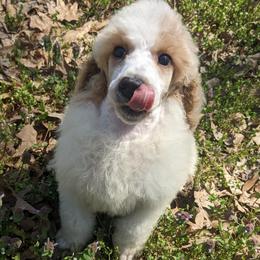 Goldendoodles and Poodles from Rainbow Poodles and Doodles of Oklahoma