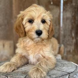 Virginia - Apricot female Goldendoodle puppy in Twin Falls, Idaho from Magic Valley Family Doodles