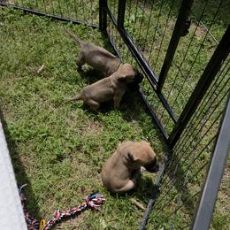Great Dane Puppies from Tidal Wave Danes