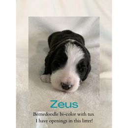Bernedoodle Puppies from Lovable Bernedoodles