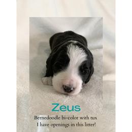 Bernedoodle Puppies from Lovable Bernedoodles