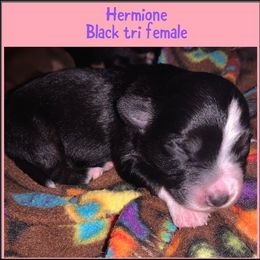 Miniature Australian Shepherd Puppies from Cockburn’s Toy and Mini Australian Shepherds