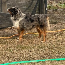 Chunk - Toy Australian Shepherd
