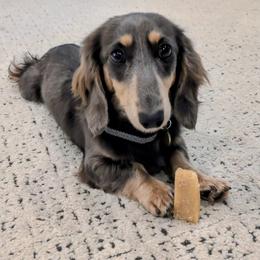 Dachshund puppies from Heart of Doxie