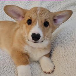 Pembroke Welsh Corgis from Corgis on the Shore