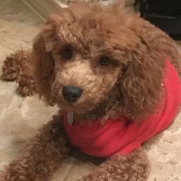 Teddy - Poodle