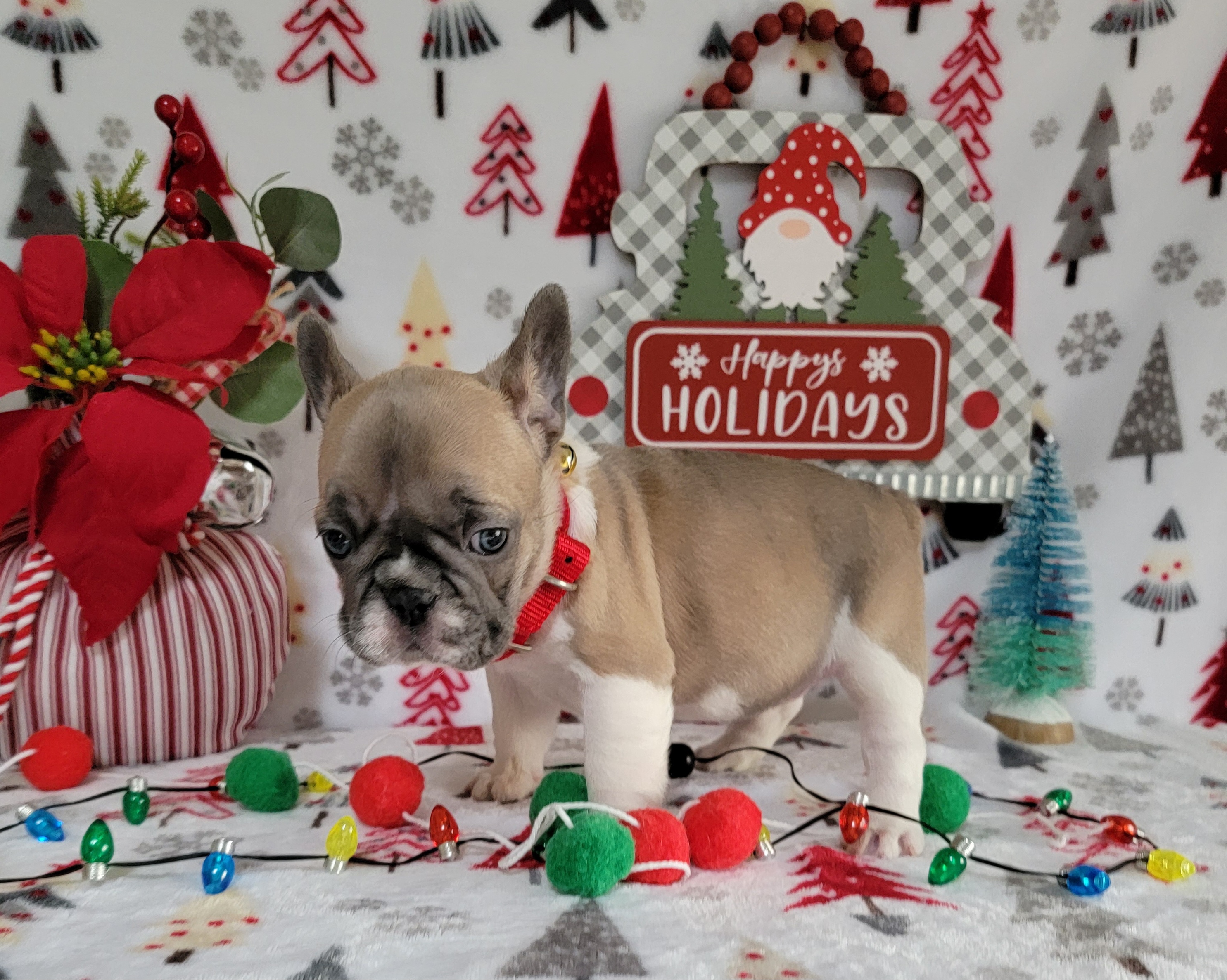French Bulldog Puppies from Donna Johnson