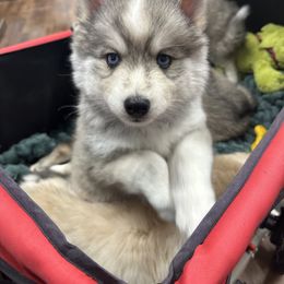 Pomsky Puppies from Midnight Sun Pomskies