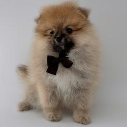 Creed - Cream sable male Pomeranian puppy in California from Petite Poms Of CA