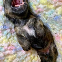 Lhasa Apso Puppies from Florida Lhasa Apso