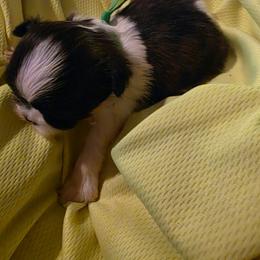 Sophie - Black and white female Shih Tzu puppy in Bruceville, Indiana from Baby Girl’s Yorkies, Shih-Tzu, Shorkies