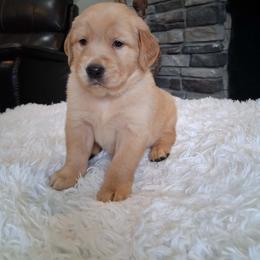 Green boy - Dark golden male Golden Retriever puppy in Howell, Michigan from Robbin's Treasures