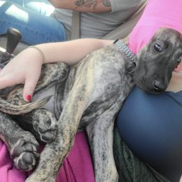 Great Dane Puppies from The Greater Dane Kennel