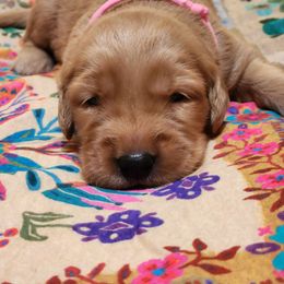 Pink Collar - Dark golden female Golden Retriever puppy in Section, Alabama from Country Girl Golden Retrievers