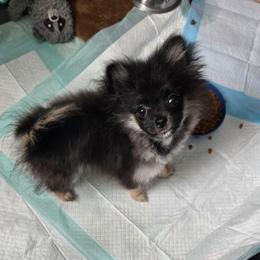 Tiny - Black and tan parti male Pomeranian puppy in Newport News, Virginia from Itty Bitty Poms