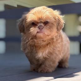 Boy 3 - Lilac male Shih Tzu puppy in Union City, Georgia from Chinx Puppy Songs