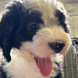 Darcy - Black and white female Sheepadoodle puppy in Joelton, Tennessee from PC Pampered Parti's
