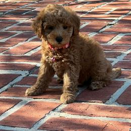 Peach - Apricot female Goldendoodle puppy in Gainesville, Florida from Pet Inn Xxweetdoodles