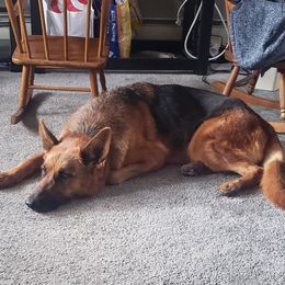 Maggie - German Shepherd