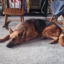 Maggie - German Shepherd