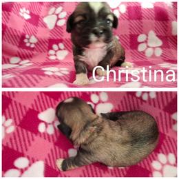 Girl 2 - Red female Lhasa Apso puppy in Cincinnati, Ohio from Shangri-La Lhasa Apsos