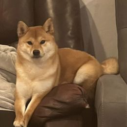 w - Shiba Inu