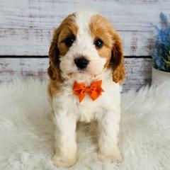 Pecan - Blenheim male Cavapoo puppy in Nixa, Missouri from Davis Family Doodles