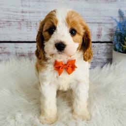 Pecan - Blenheim male Cavapoo puppy in Nixa, Missouri from Davis Family Doodles