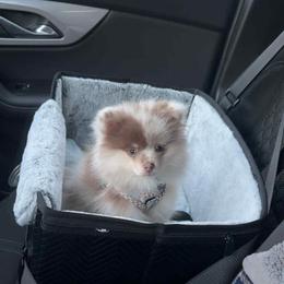 Pomeranian puppies from Mother of Poms