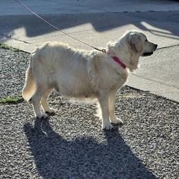 Golden Retrievers from Teeter's Desert  Goddess Goldens