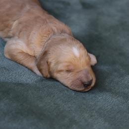 Mira - Apricot female Goldendoodle puppy in Macclenny, Florida from Baker County Goldendoodles